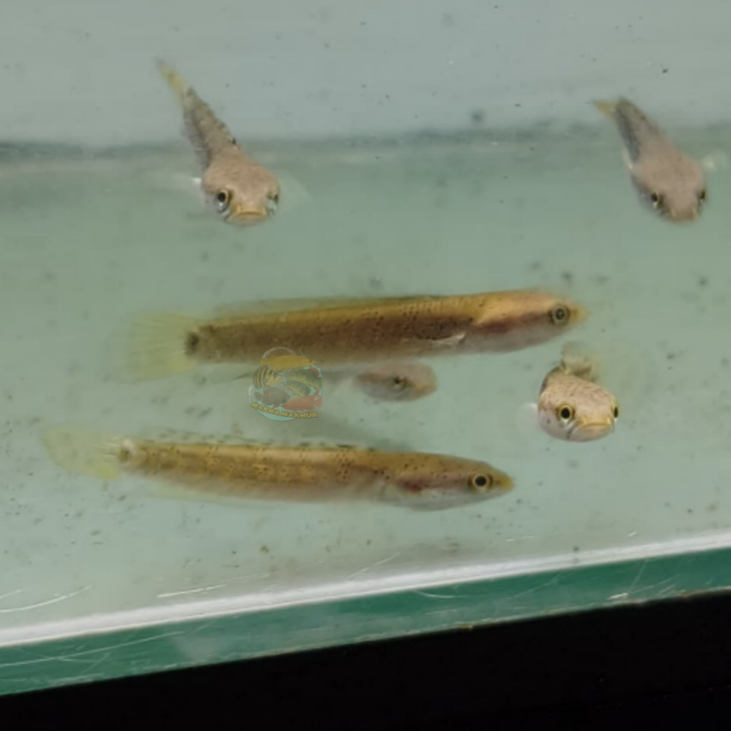 Channa baby blue pulchra 4-6cm