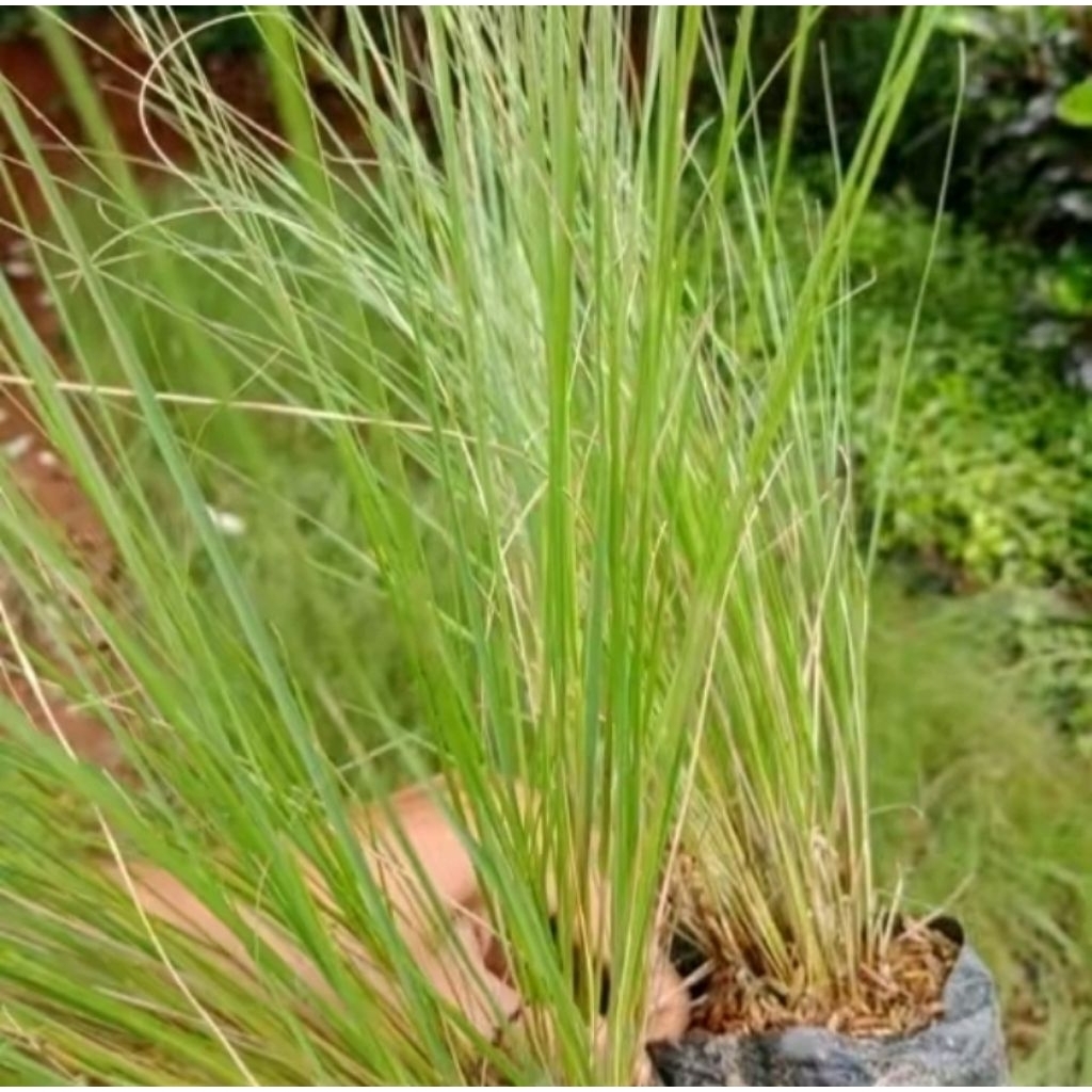 pohon ekor kuda bunga putih