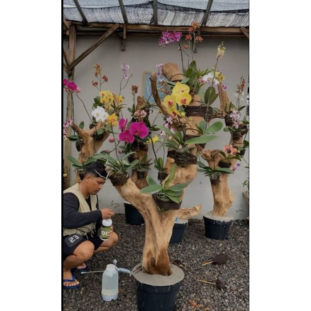 media tempel anggrek/bonggol kayu kopi T:150cm +tatakan bulat