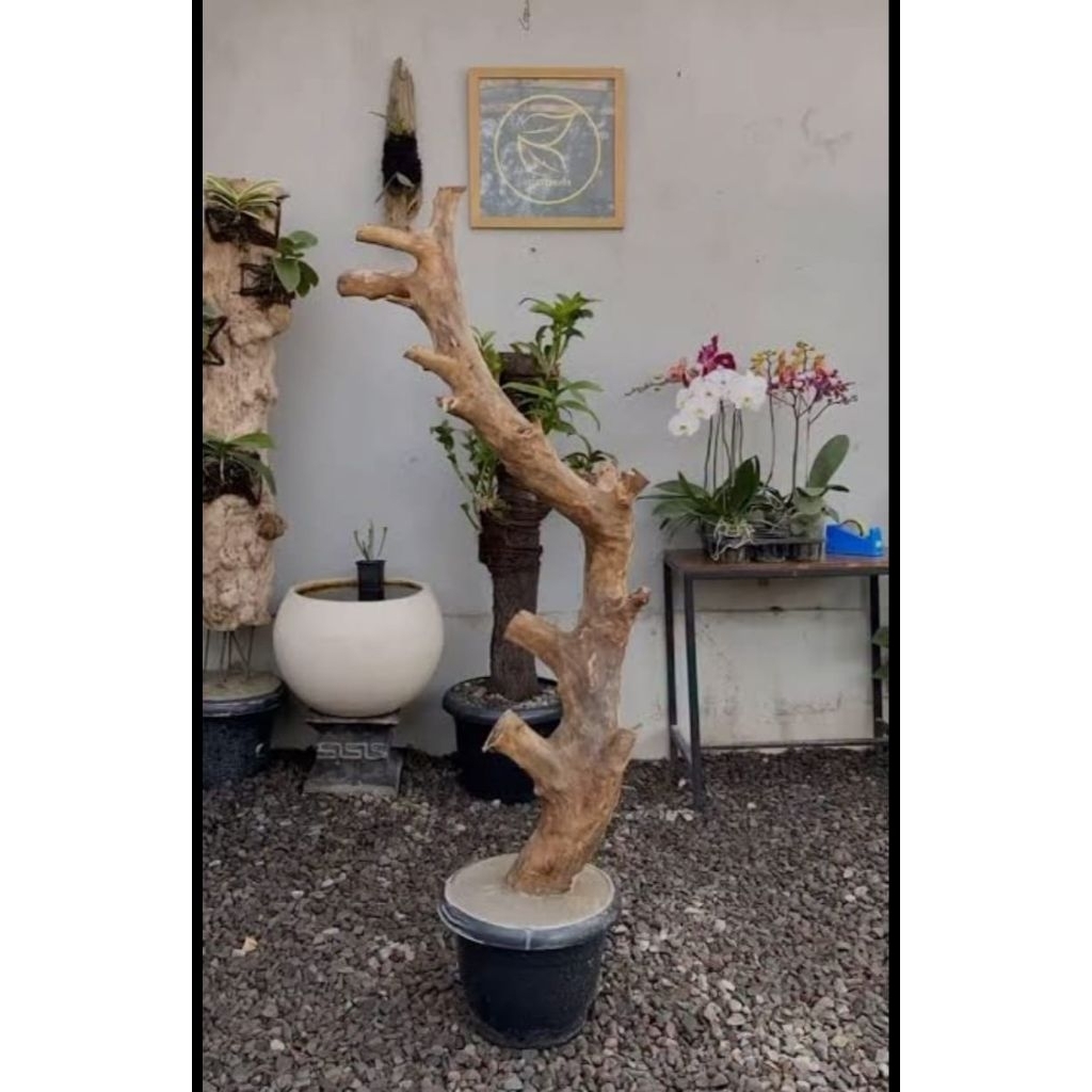 media tempel anggrek bonggol kayu kopi bercabang/ T:150cm +tatakan bulat
