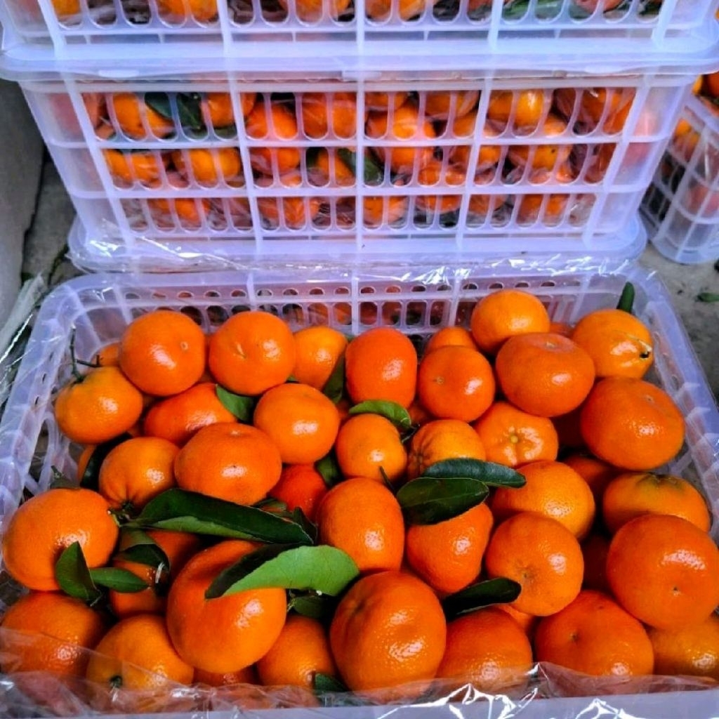 Jeruk Mandarin afourer import RRC manis segar keranjang -+6 kg