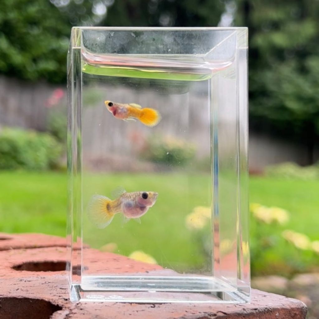 hiasan aquarium guppy yellow glass belly