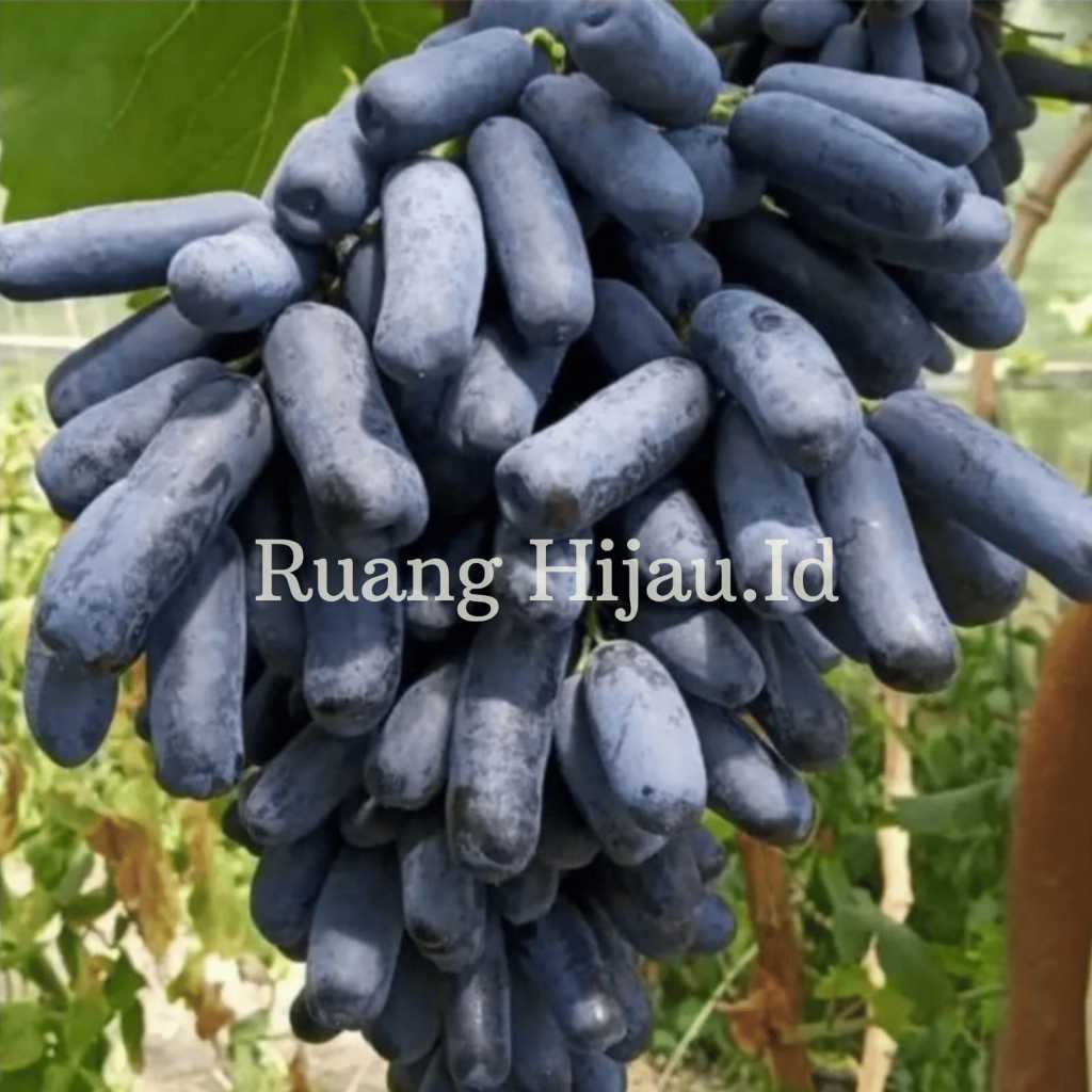 Bibit Anggur Moondrop -Grafting, Tanpa Biji, Cepat Berbuah