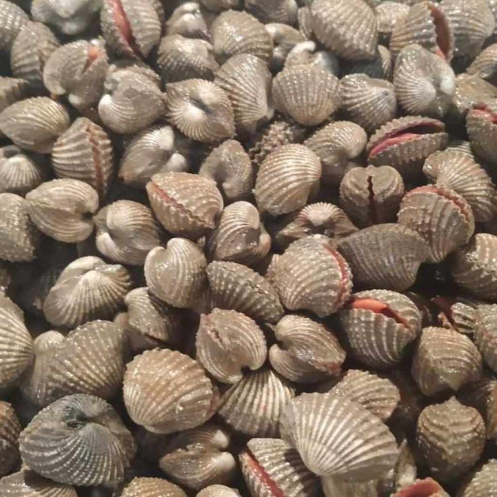 Kerang Dara Segar | Kerang Dara Fresh | Seafood Kerang Dara Berkualitas