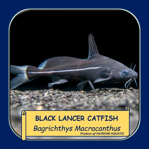 IKAN HIAS AIR TAWAR - BLACK LANCER CATFISH / BAUNG MUNTI (IKAN TANKMATE PREDATOR)