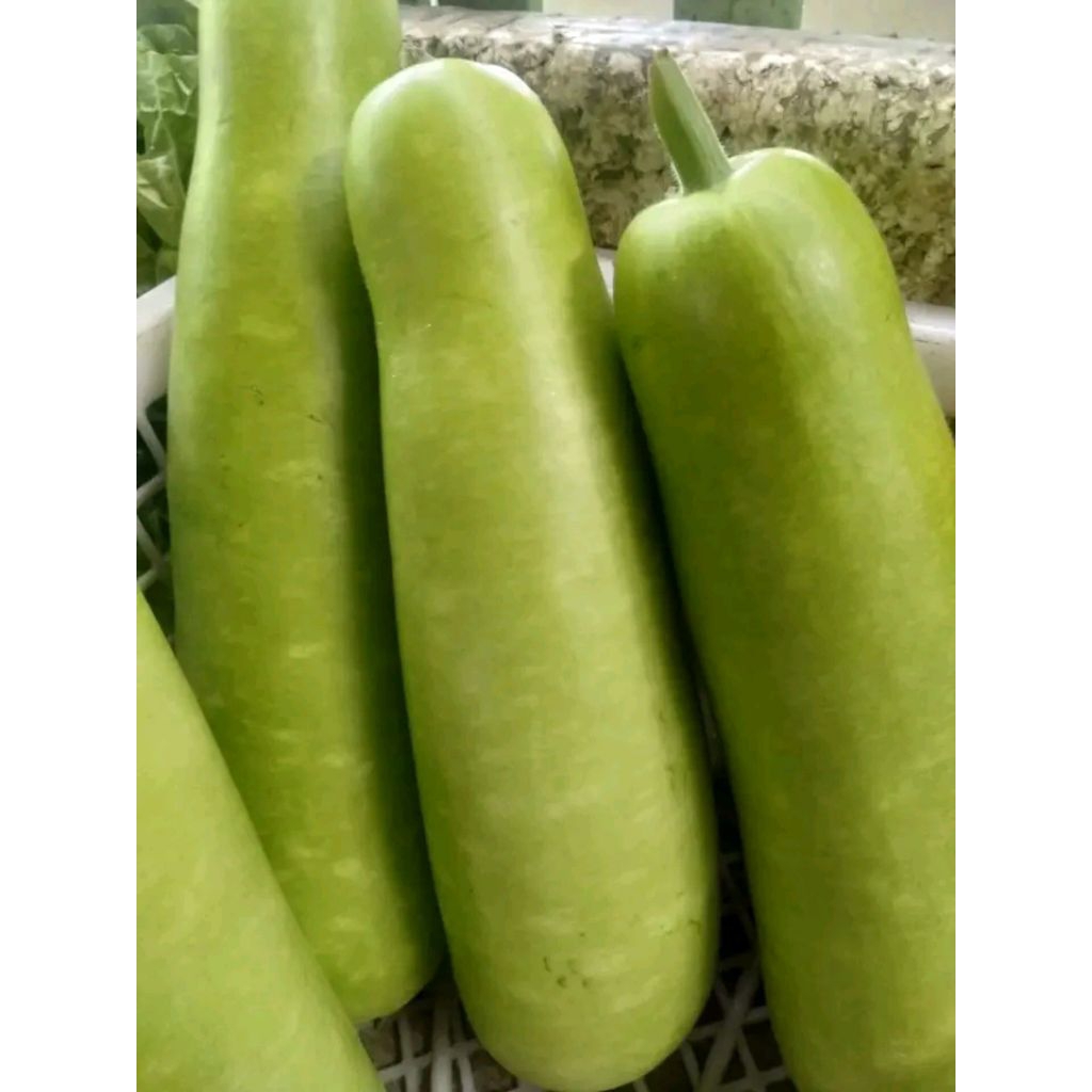 Labu air panjang/labu air lonjong/labu air/buah labu air/obat alami gerd dan kolesterol