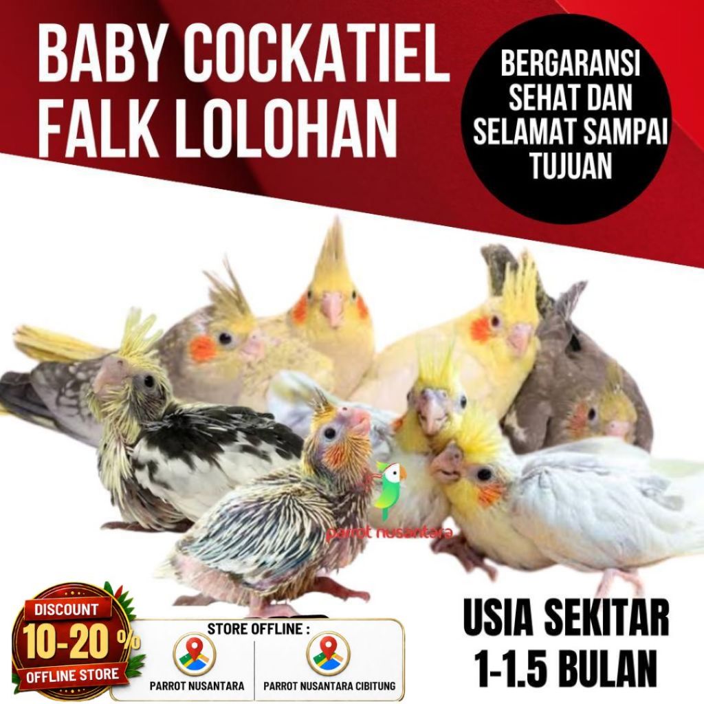 Burung parkit australia lolohan falk cockatiel anakan baby