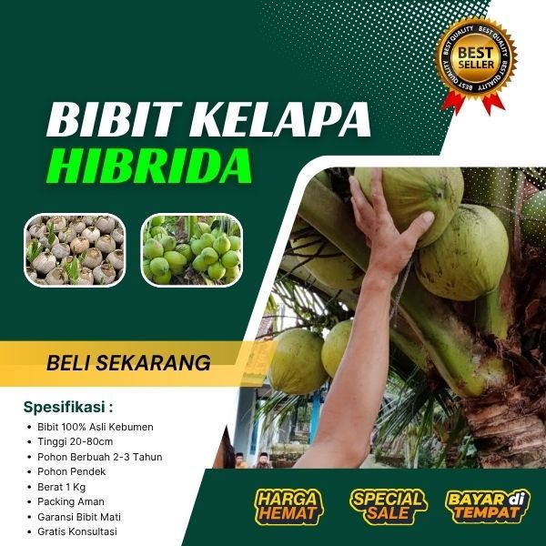 TERBAIK AIR NIRANYA  Pohon Kelapa Pendek Buah Besar, Pohon Kelapa Pendek Berbuah Lebat