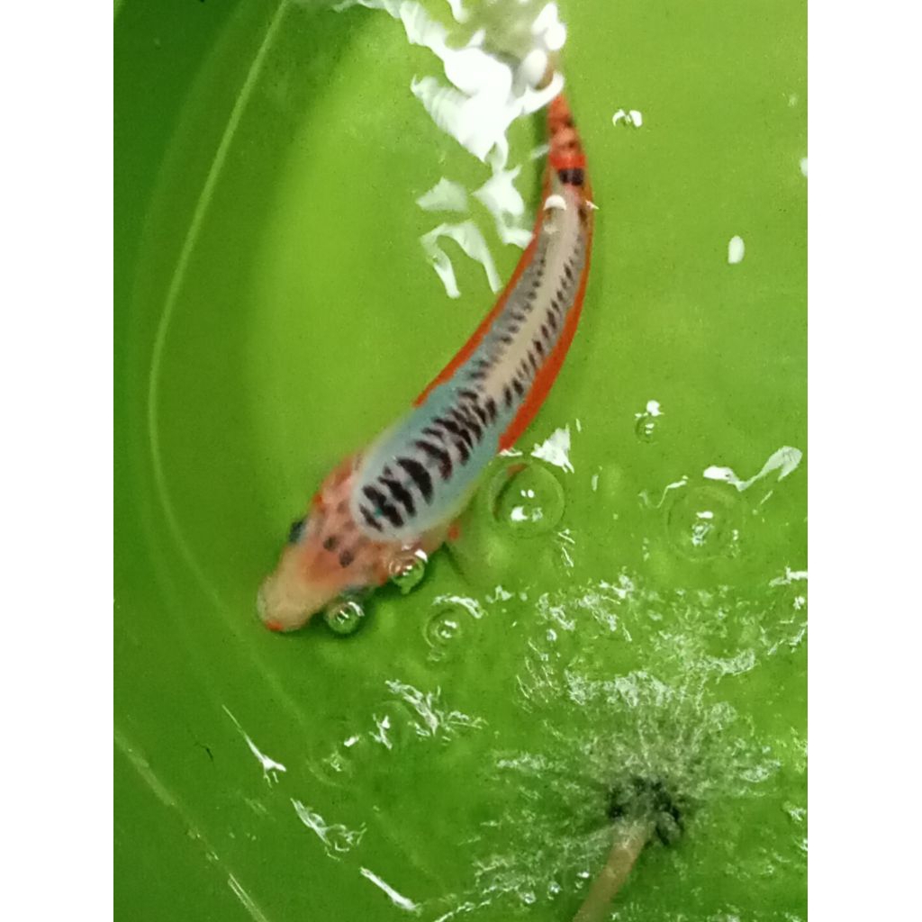 Ikan Koi Blitar Hana Shusui ( PrEmIuM)