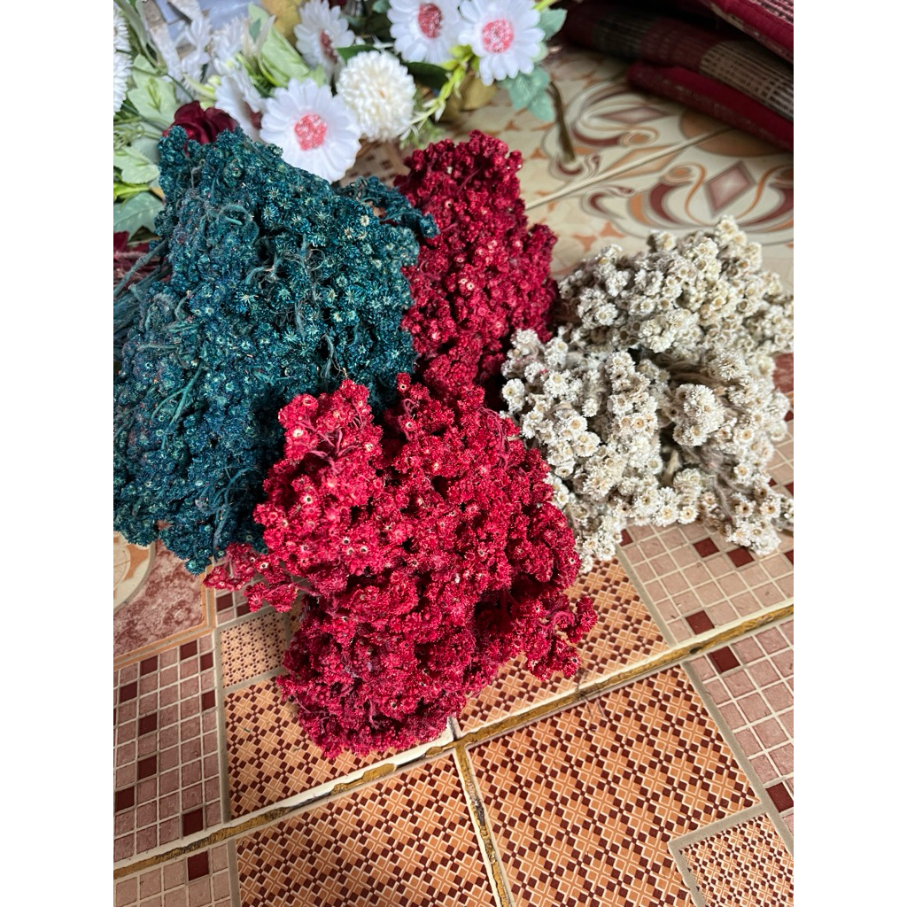 bunga edelweiss