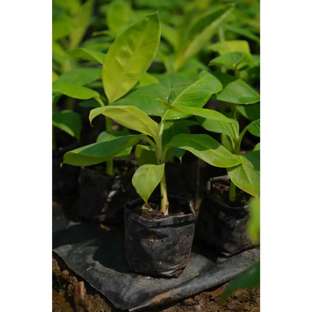 Bibit kultur Jaringan Pisang Cavendish G9 Grand Nain