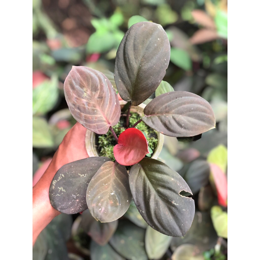 HOMALOMENA RED SUMATERA