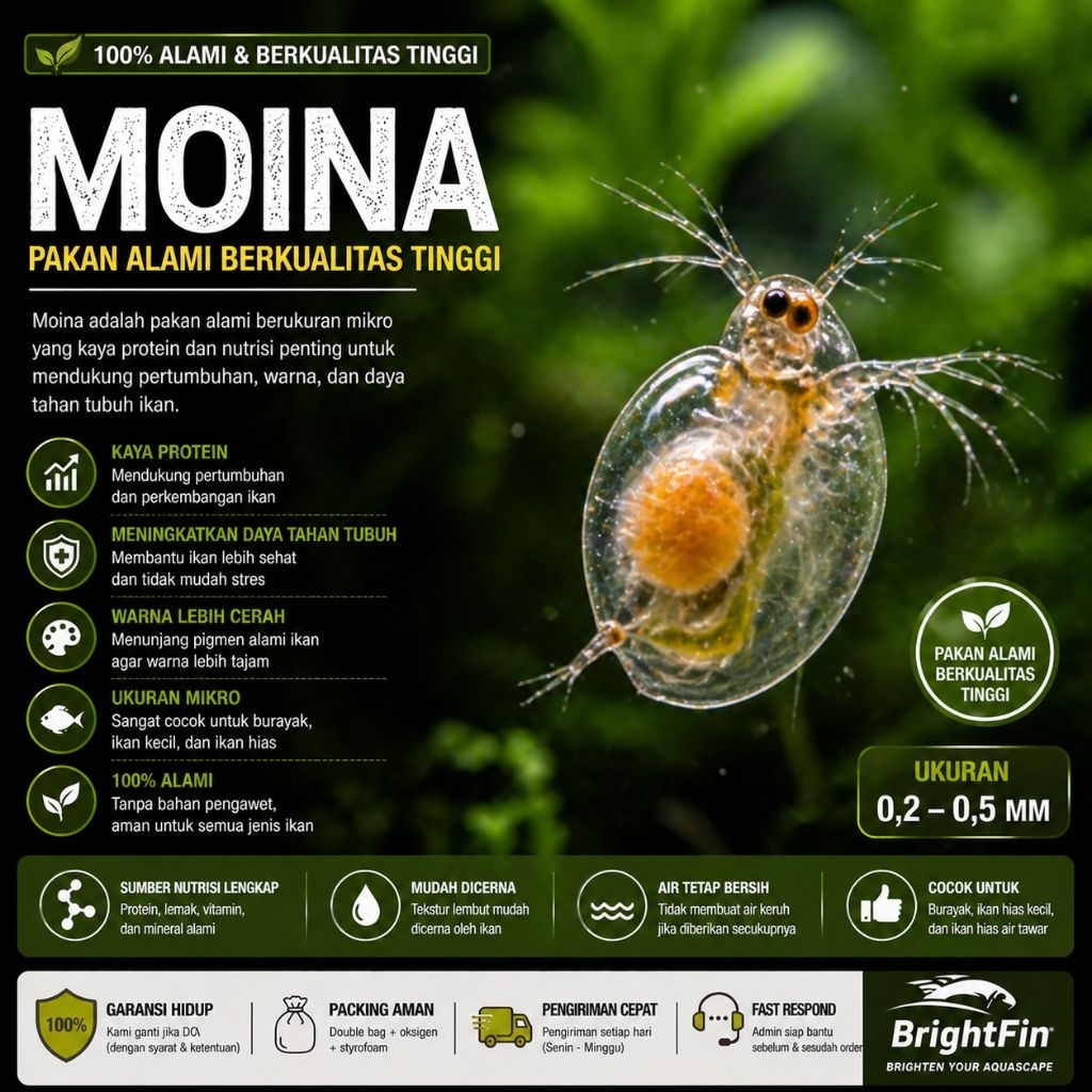 moina kutu air starter