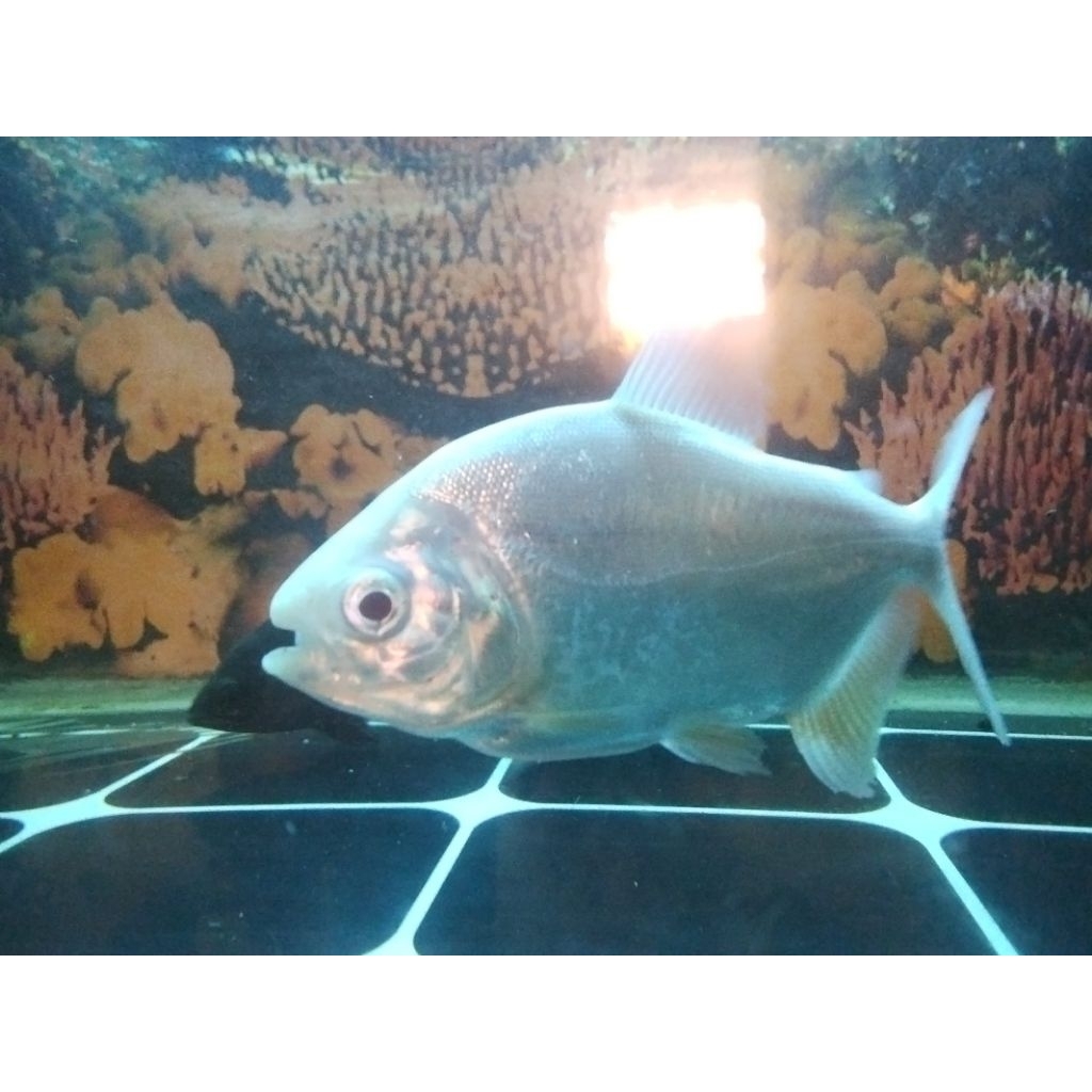 IKAN HIAS PACU ALBINO/ BAWAL ALBINO SIZE 4JARI .SEHAT LINCAH