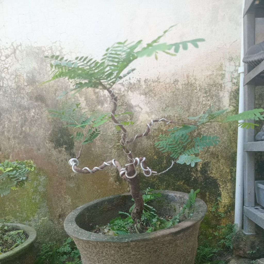 bonsai asam jawa