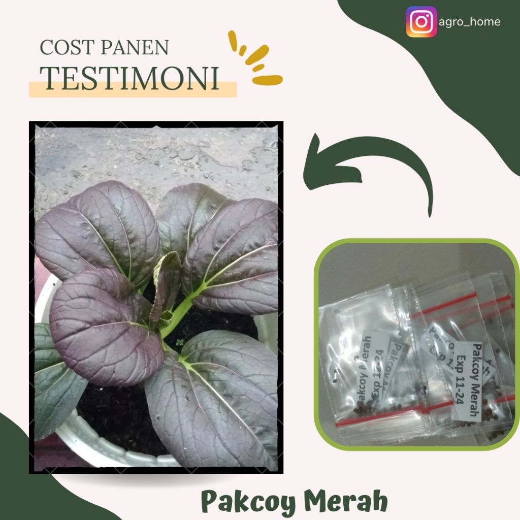 Pakcoy merah/ungu