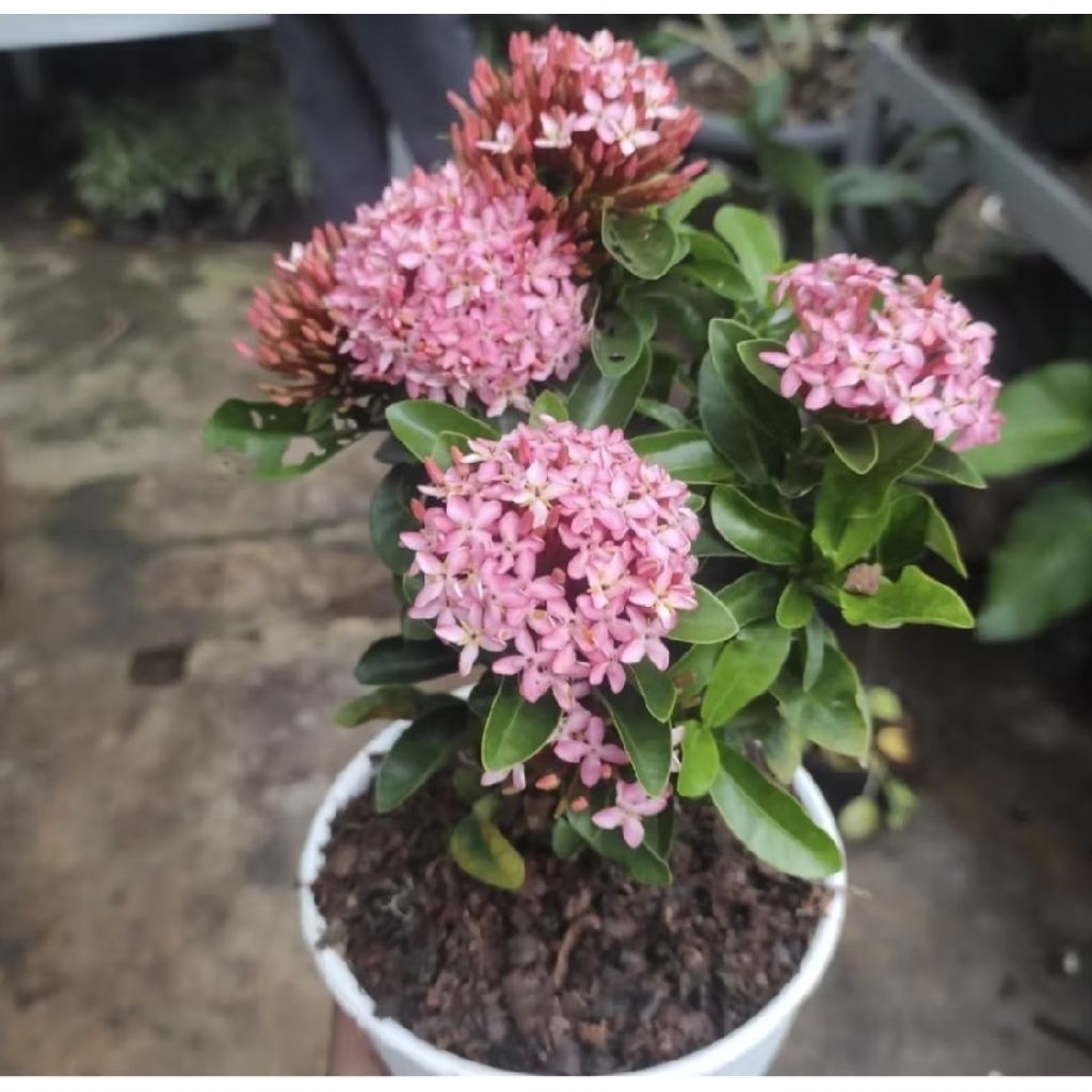 Pohon Soka Bunga Pink/ Tanaman Hias Soka Bunga Pink/ Tanaman Soka Pink