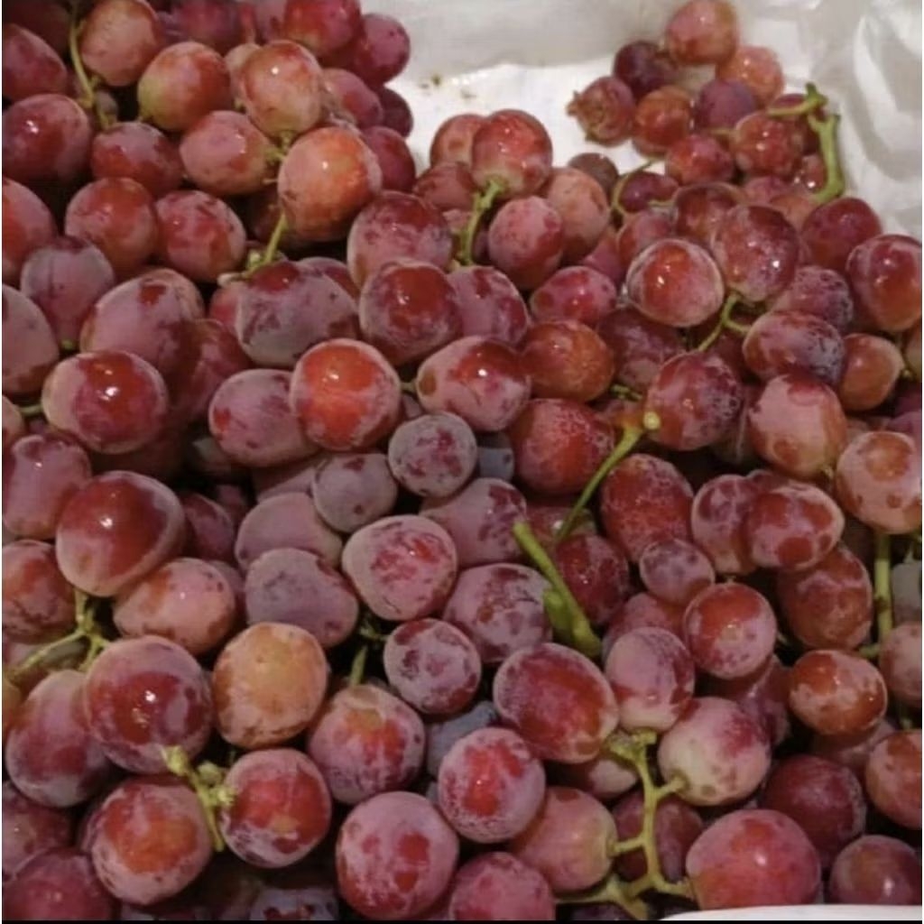 Buah anggur red globe Australia | buah anggur merah import manis segar / pack 500 gram