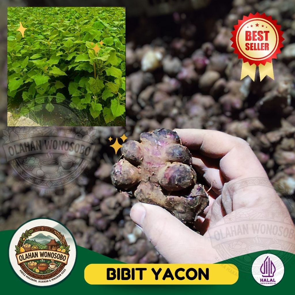 Bibit Ubi Yacon 500 gram | kualitas premium | Bibit Yakon | Rimpang Yakon Yacon| Dieng | Wonosobo
