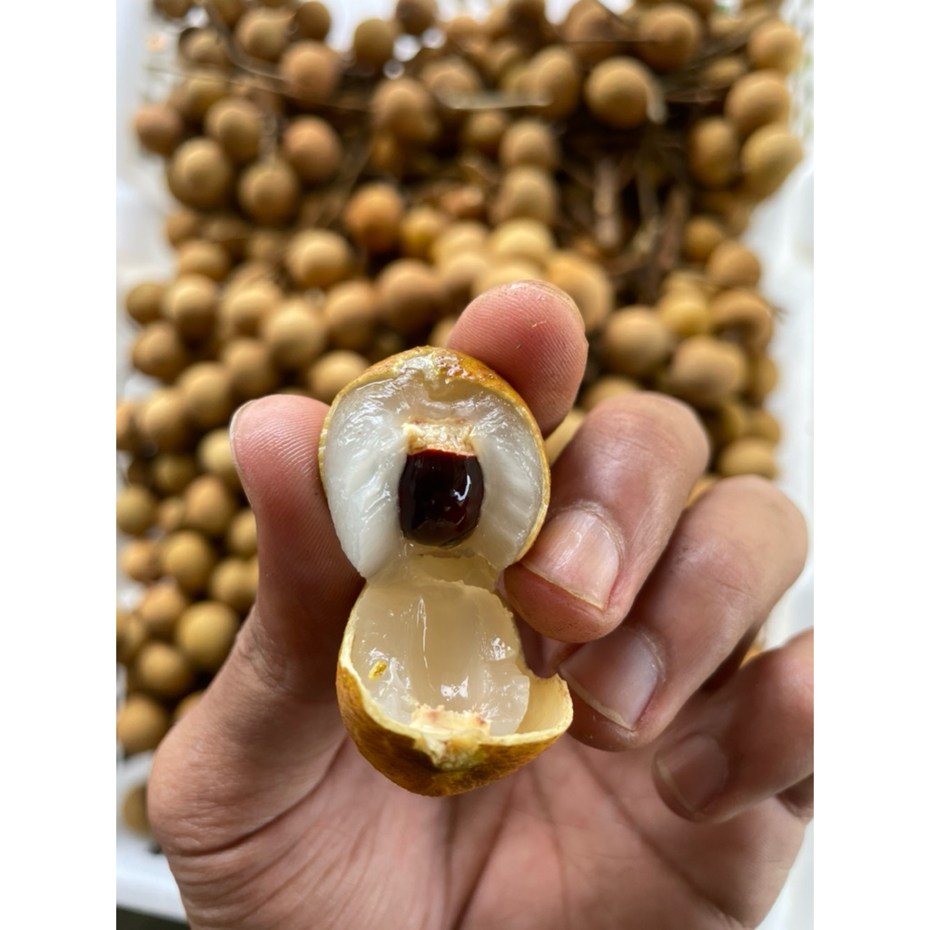 Kelengkeng bangkok