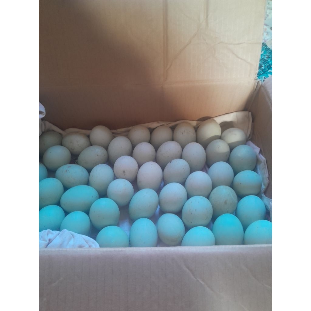 Telur bebek petelur jenis alabio