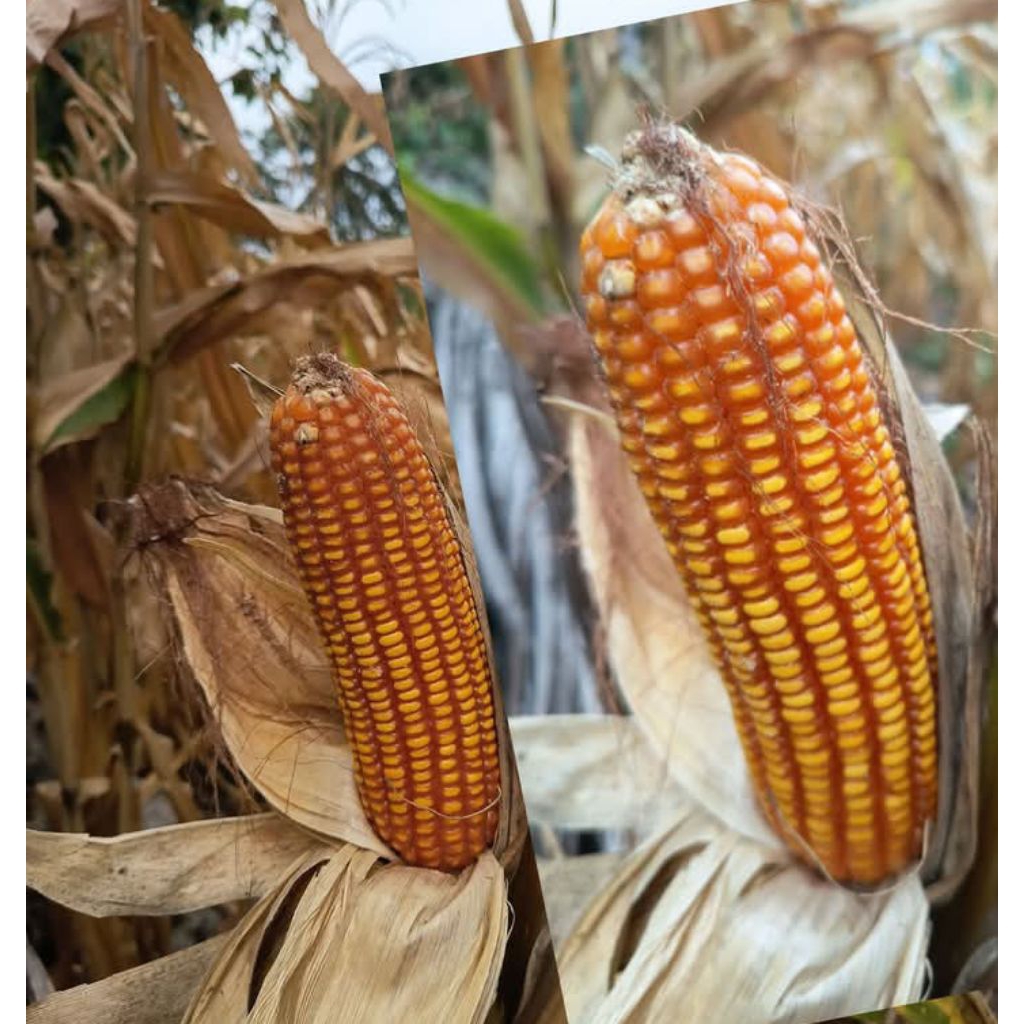 JAGUNG TONGKOL KERING 2PCS
