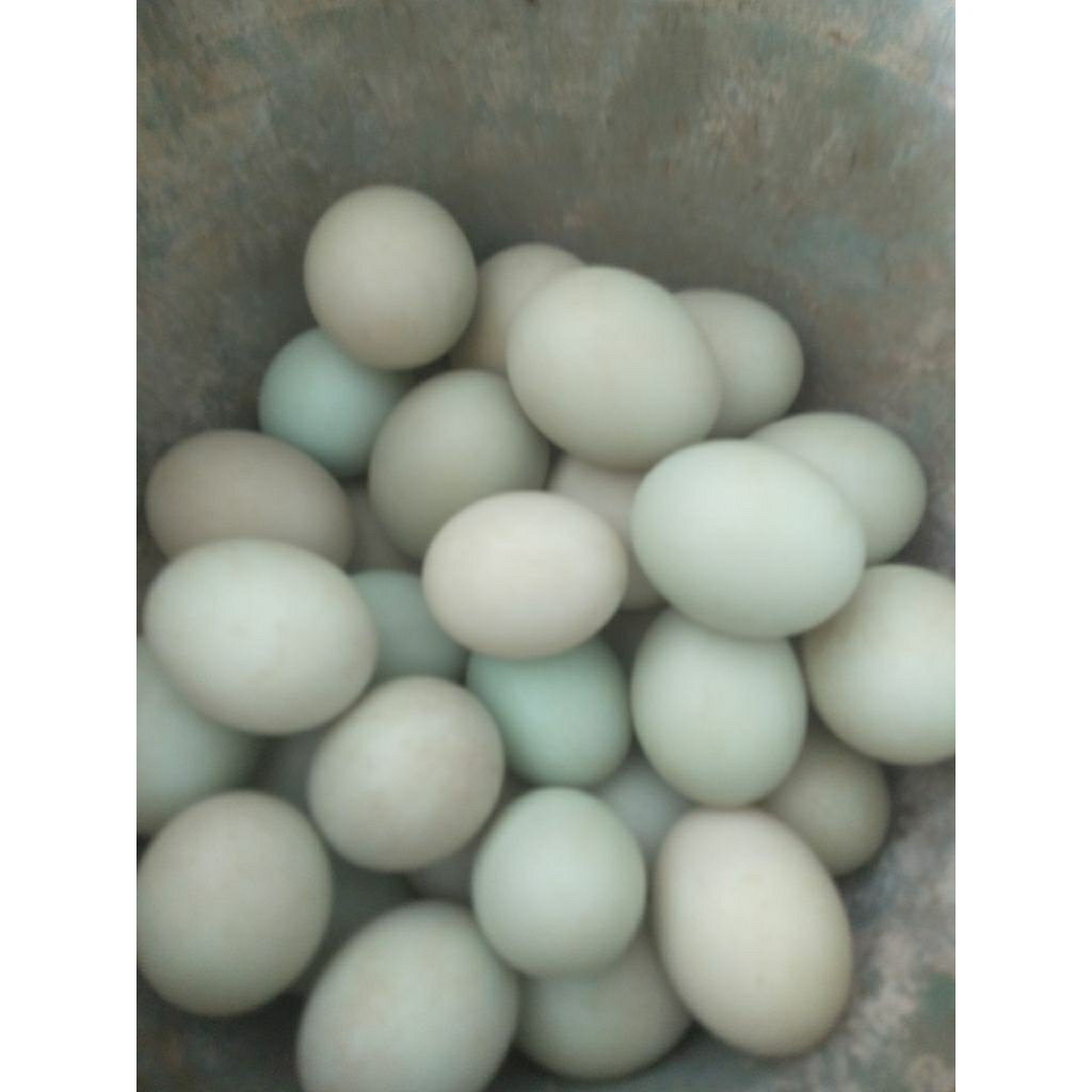 telor bebek fertil