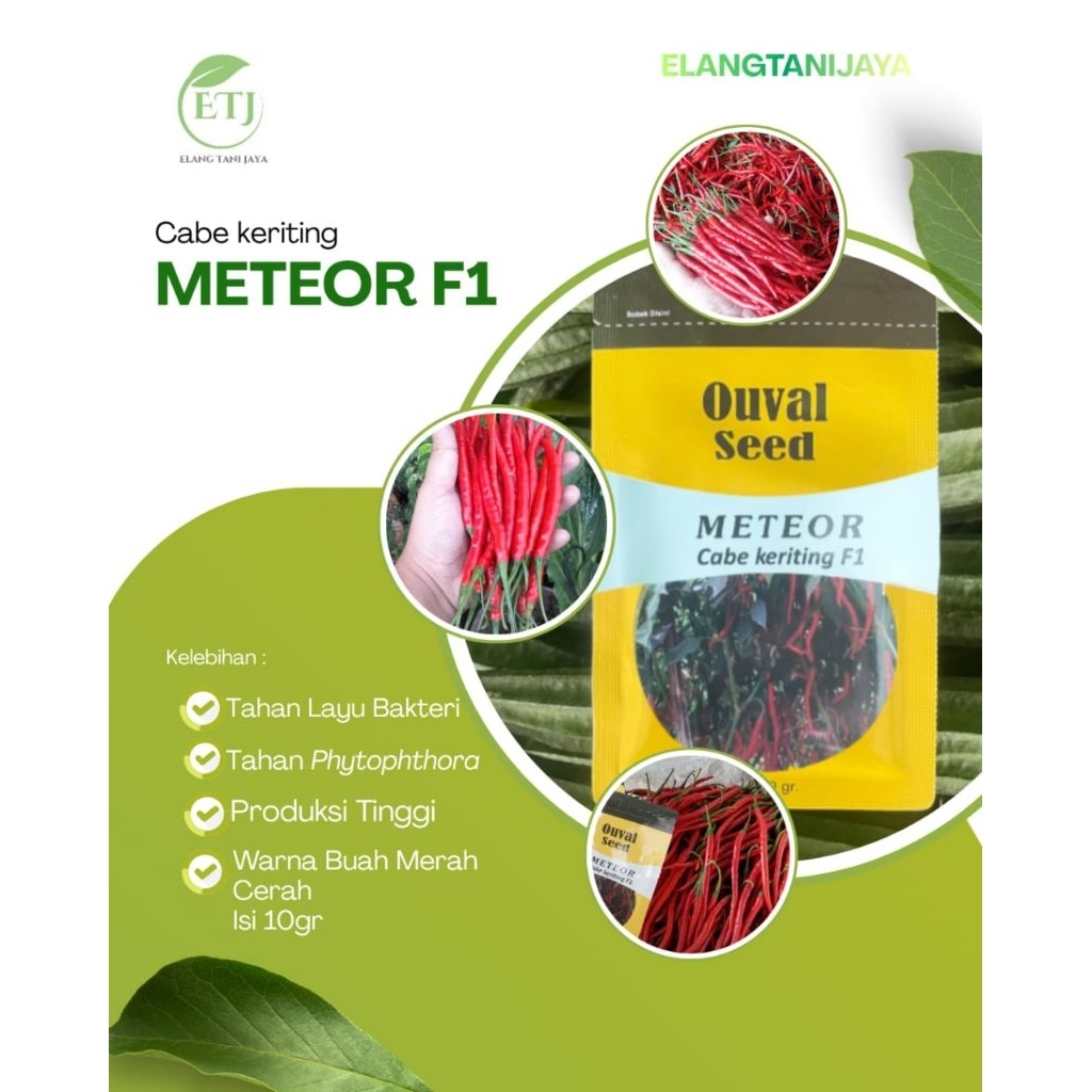 benih cabe merah keriting super meteor F1 tahan virus buah lebat Ouval seed