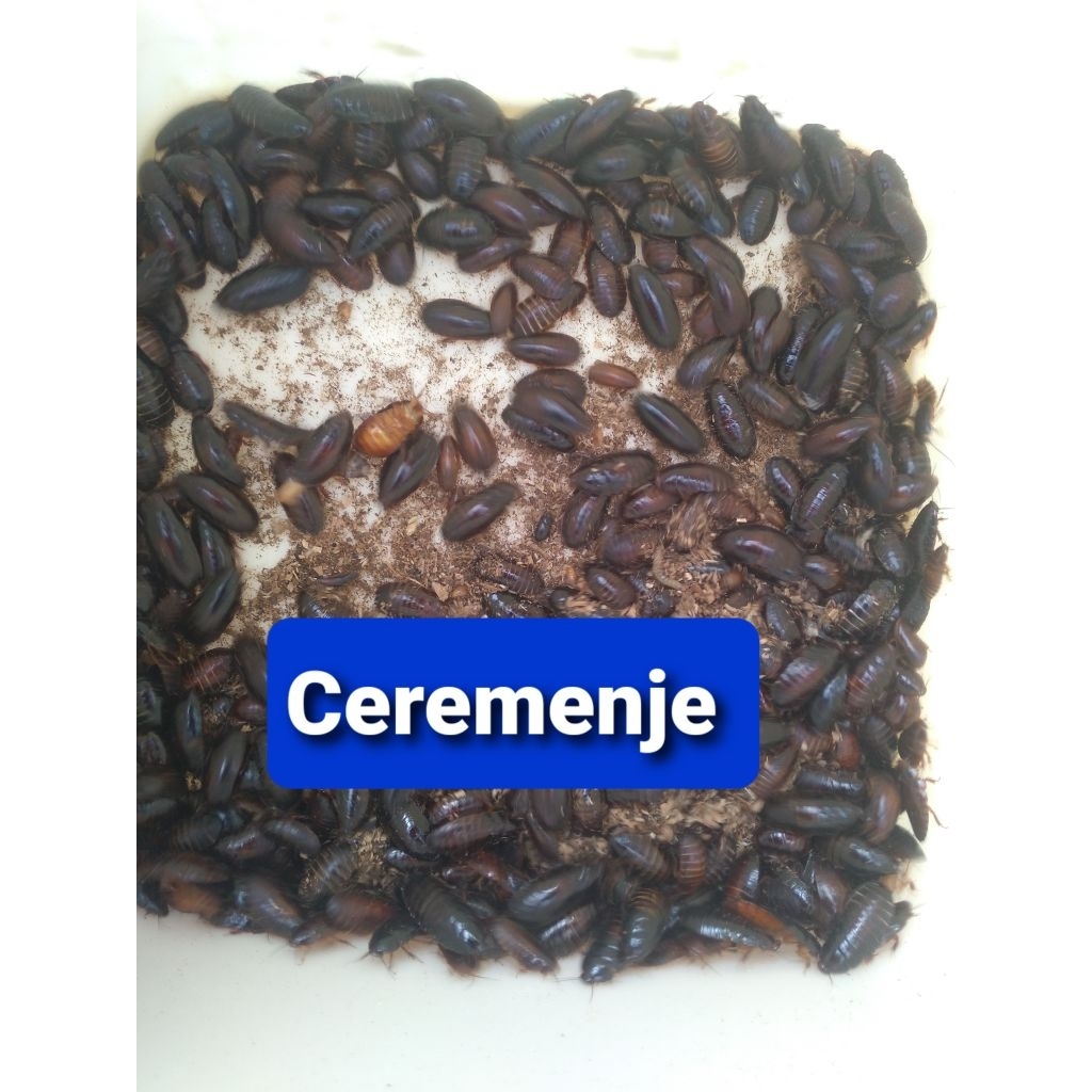 CEREMENJE KECOA BATU