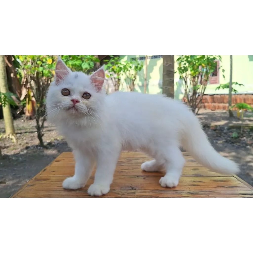KUCING PERSIA FLATNOSE JANTAN 3 BULAN PUTIH SOLID
