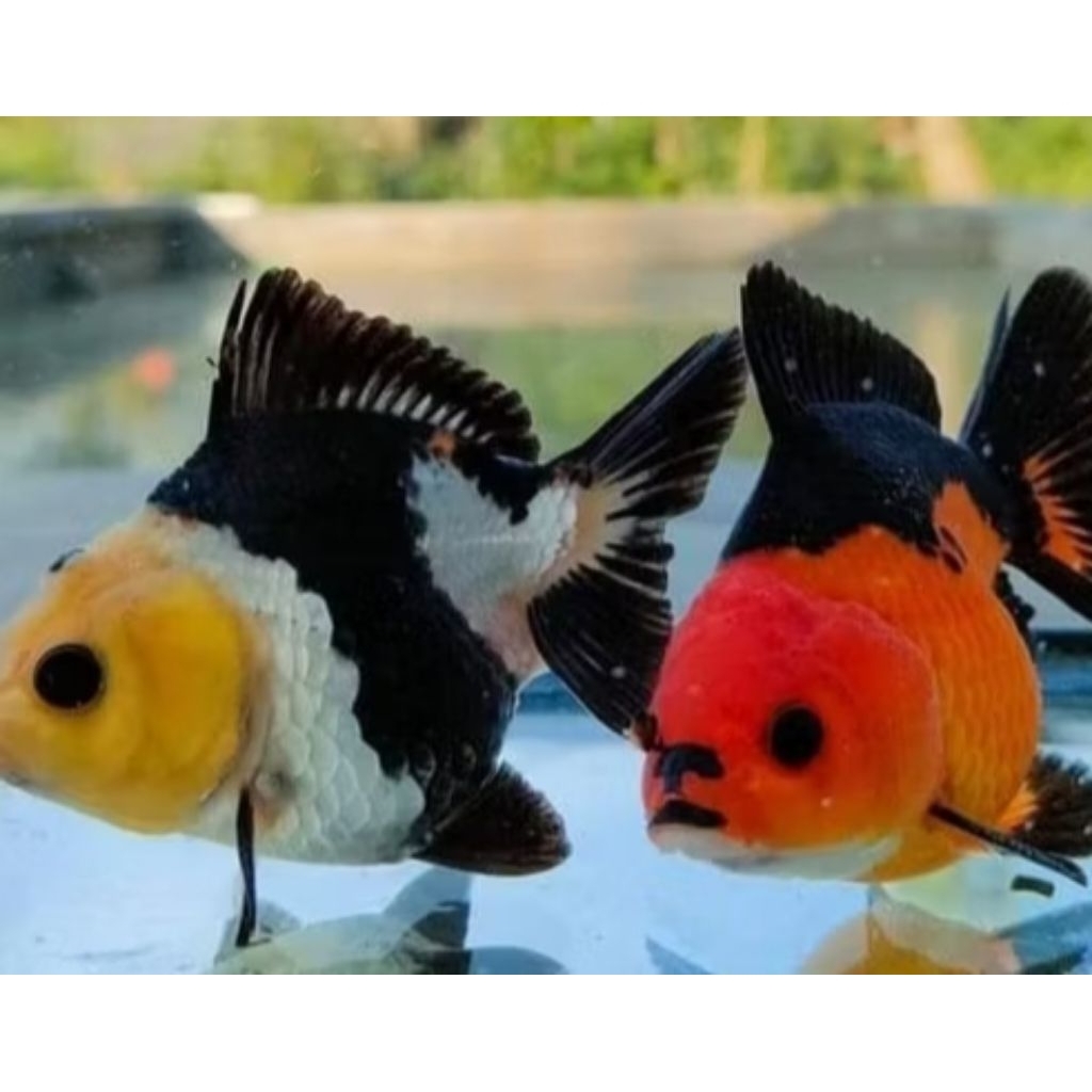 Ikan Hias Koki Oranda Oranda Putih Isi 2 - Tampilan Elegan untuk Aquarium Anda