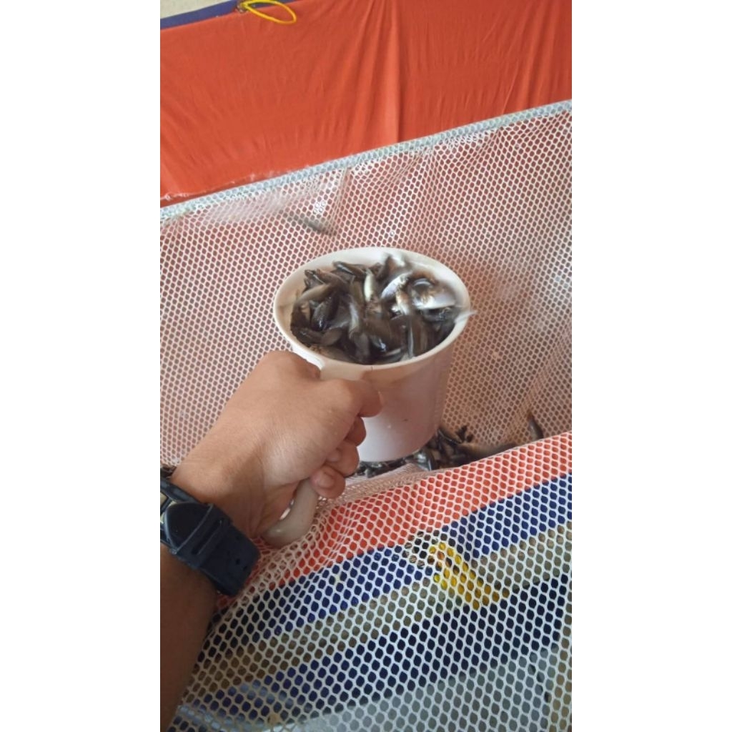 Pakan Ikan Cere Laut 1 Liter