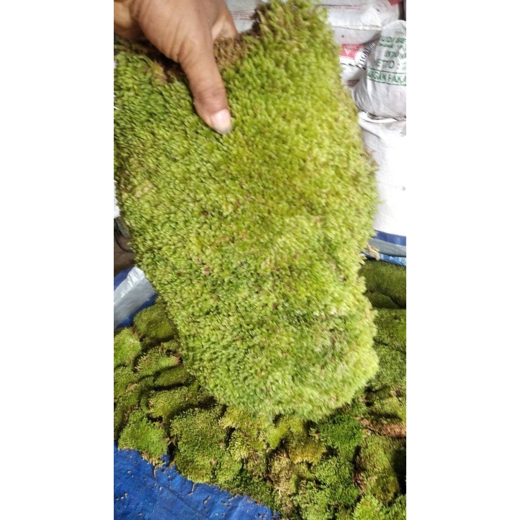 PROMO TERMURAH Lumut Pinus Hidup 1KG, moss Media Tanam