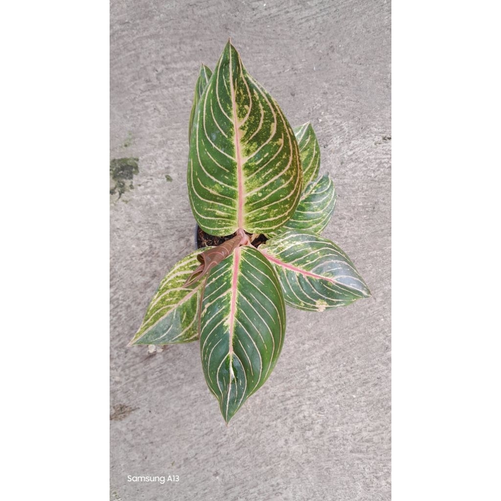 Aglonema ESMERALDA/ESME (Remaja Daun 8) (2)