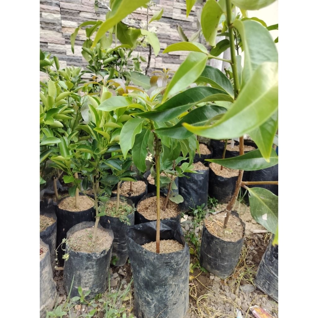 bibit alpukat  mentega cangkok