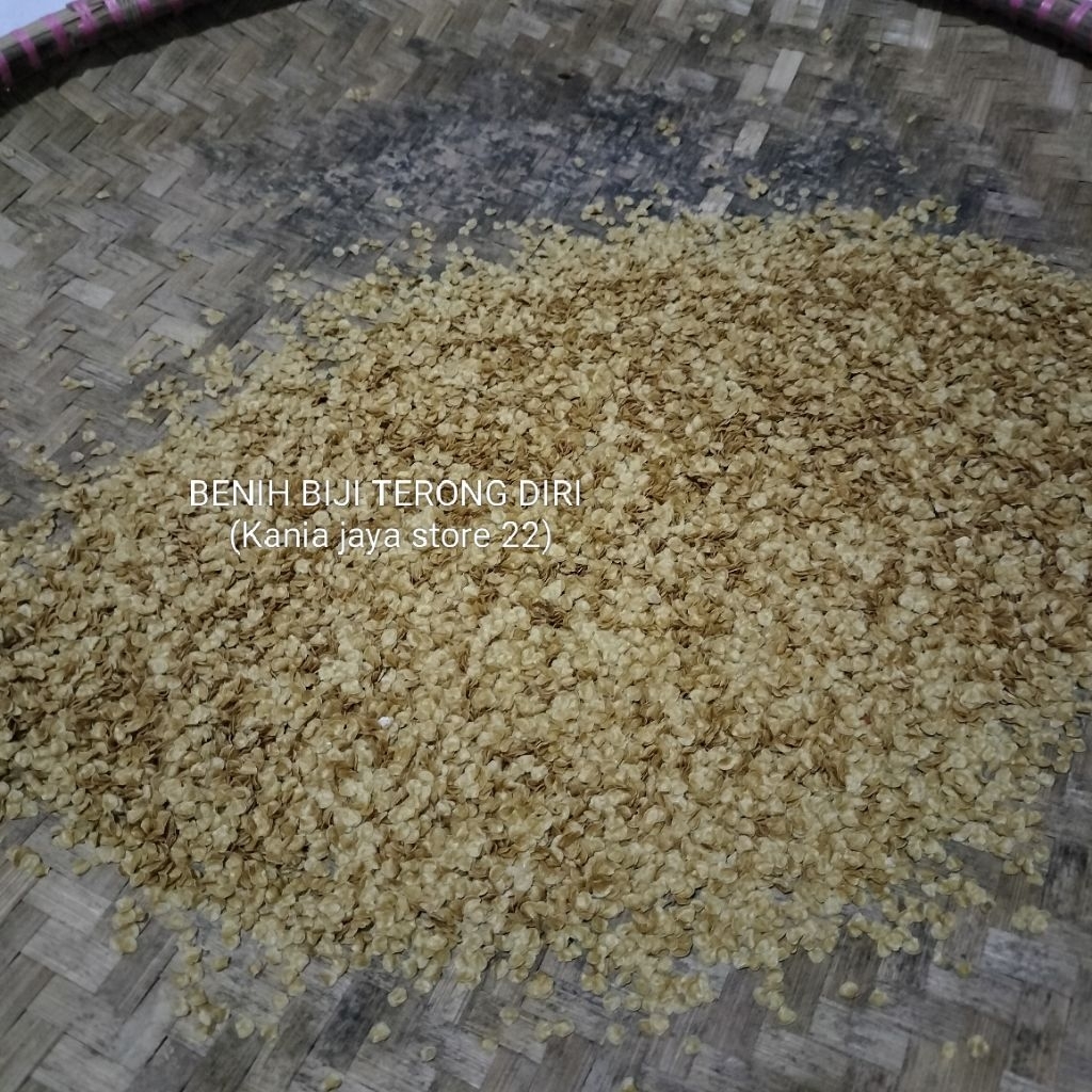 Benih bibit biji terong pari terong hutan terong berduri tinggal tanam per 4 kantong