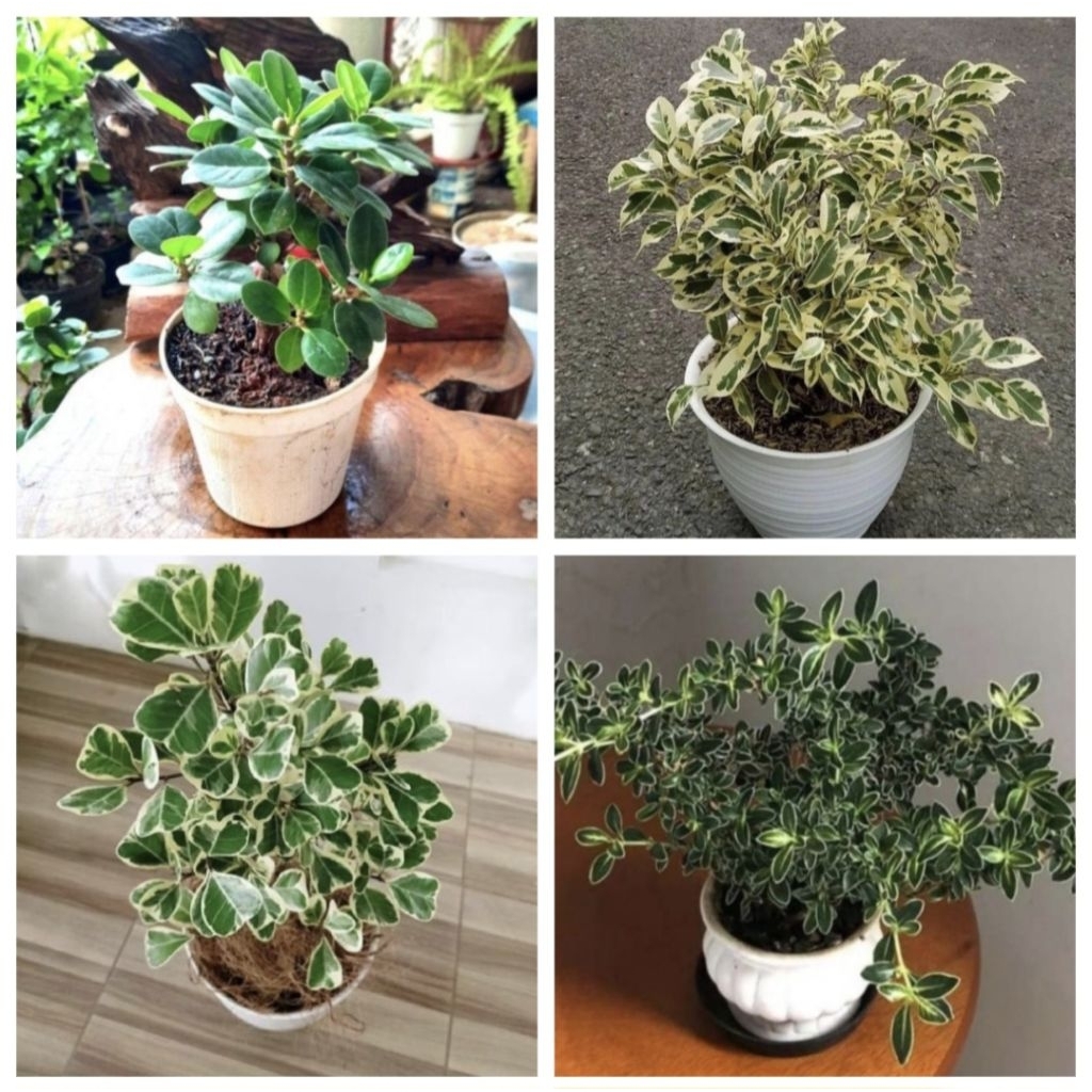 Paket 4 Tanaman Bahan Bonsai Beringin Varigata / Mirten Varigata