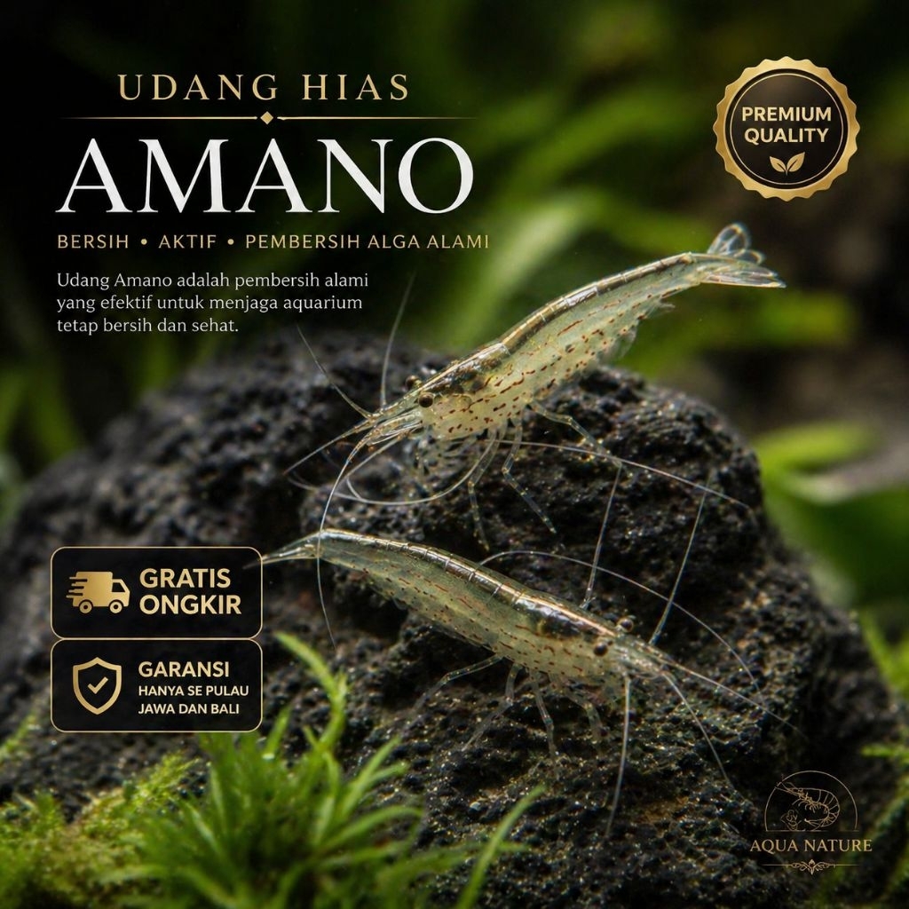 Paket udang hias amano shrimp size indukan 100 & 50 ekor - udang hias pembersih - hiasan aqurium