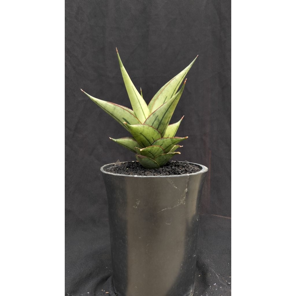 sansivera hybrid Quine
