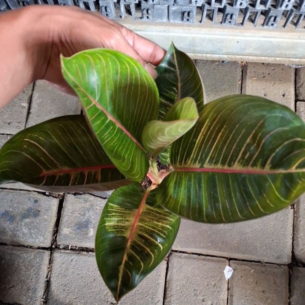 aglonema Black Moonlight Gerhana