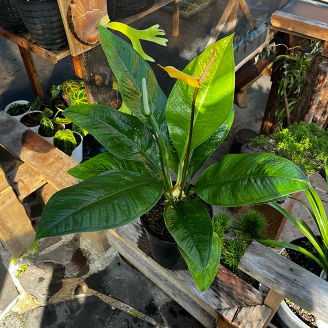 Tanaman Hias Anthurium Levis ( Anthurium Oxycapurm )