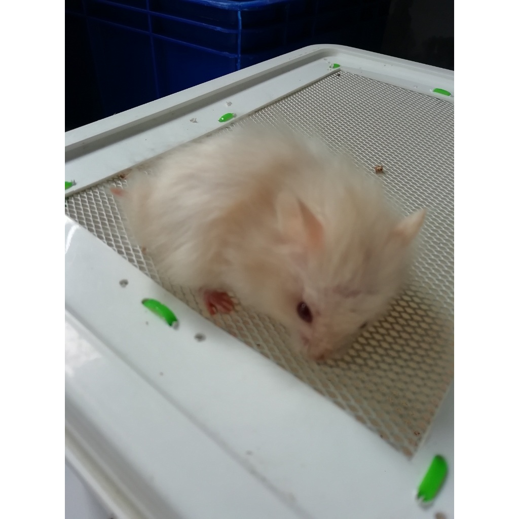 HAMSTER SYRIAN CREAM LONG HAIR