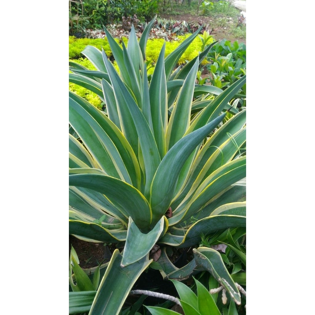 Tanaman hias agave mahkota