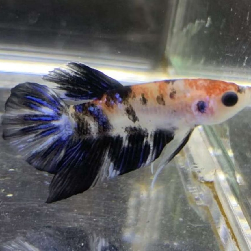 cupang pk nemo multicolor proses mutasi cello, bagus siap brand & berkualitas baik
