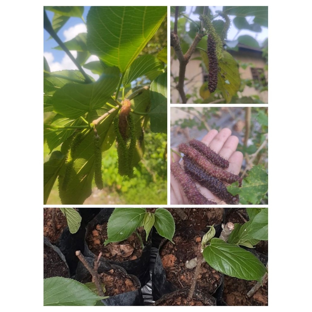 Bibit Long Murbei / Mulberry Panjang Super Manis Cangkok