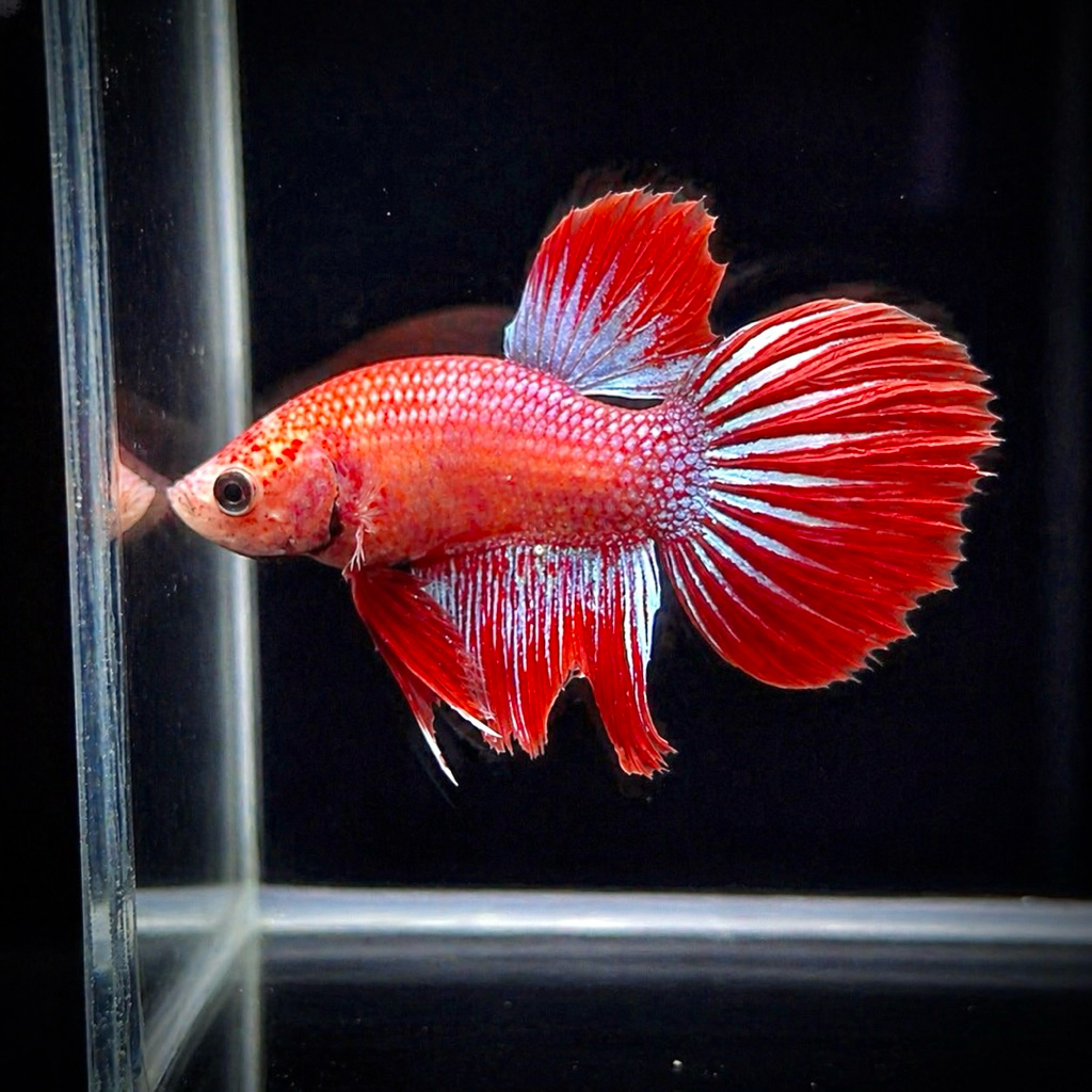 Cupang veiltail red inuyasha