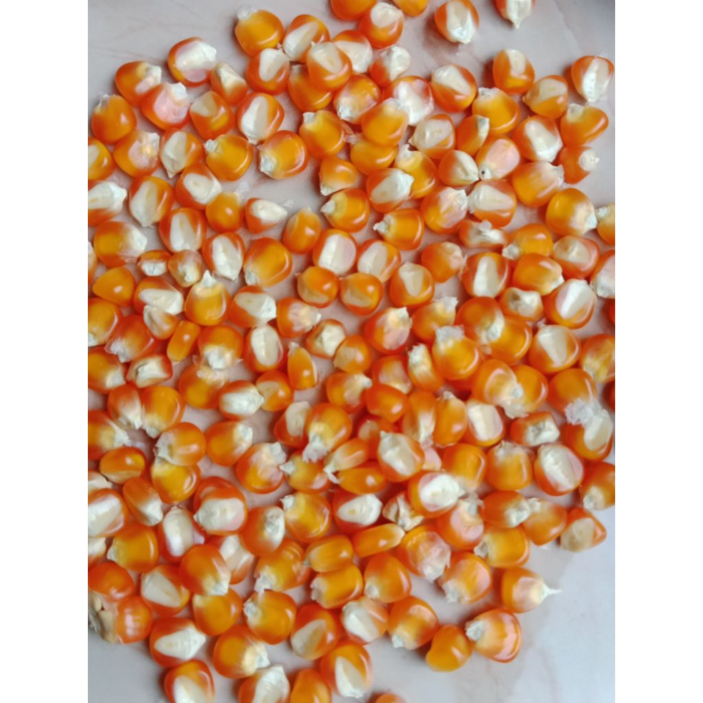 Jagung besar kering pakan hewan ternak