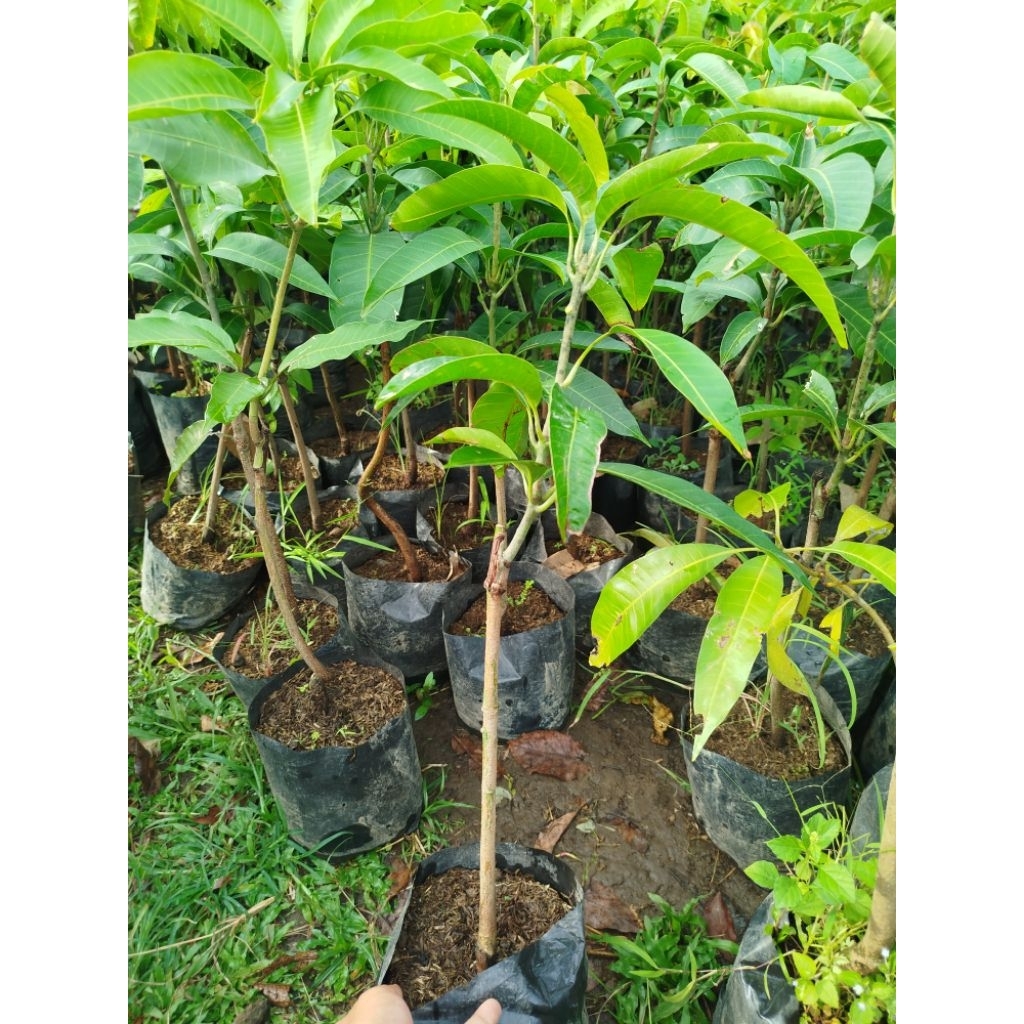 Bibit Mangga Kiojay, Mangga Thailand HASIL OKULASI CEPAT BERBUAH
