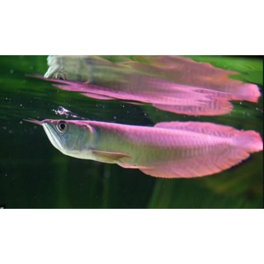Kebutuhan / perlengkapan arwana silver red 11-12cm