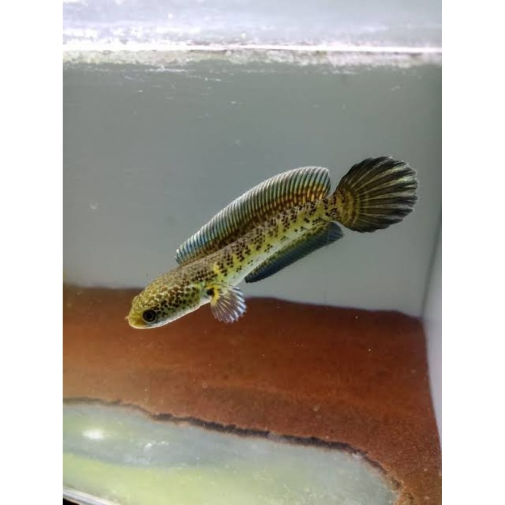 Channa Grade AAA Misteri Box Size 8-13cm Ikan Hias Chana dan Paket Akuarium